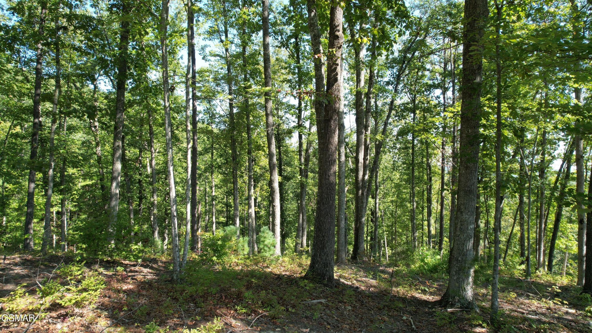 1 Sulpher Springs Way Sevierville, TN 37862 - Photo 8 of 12
