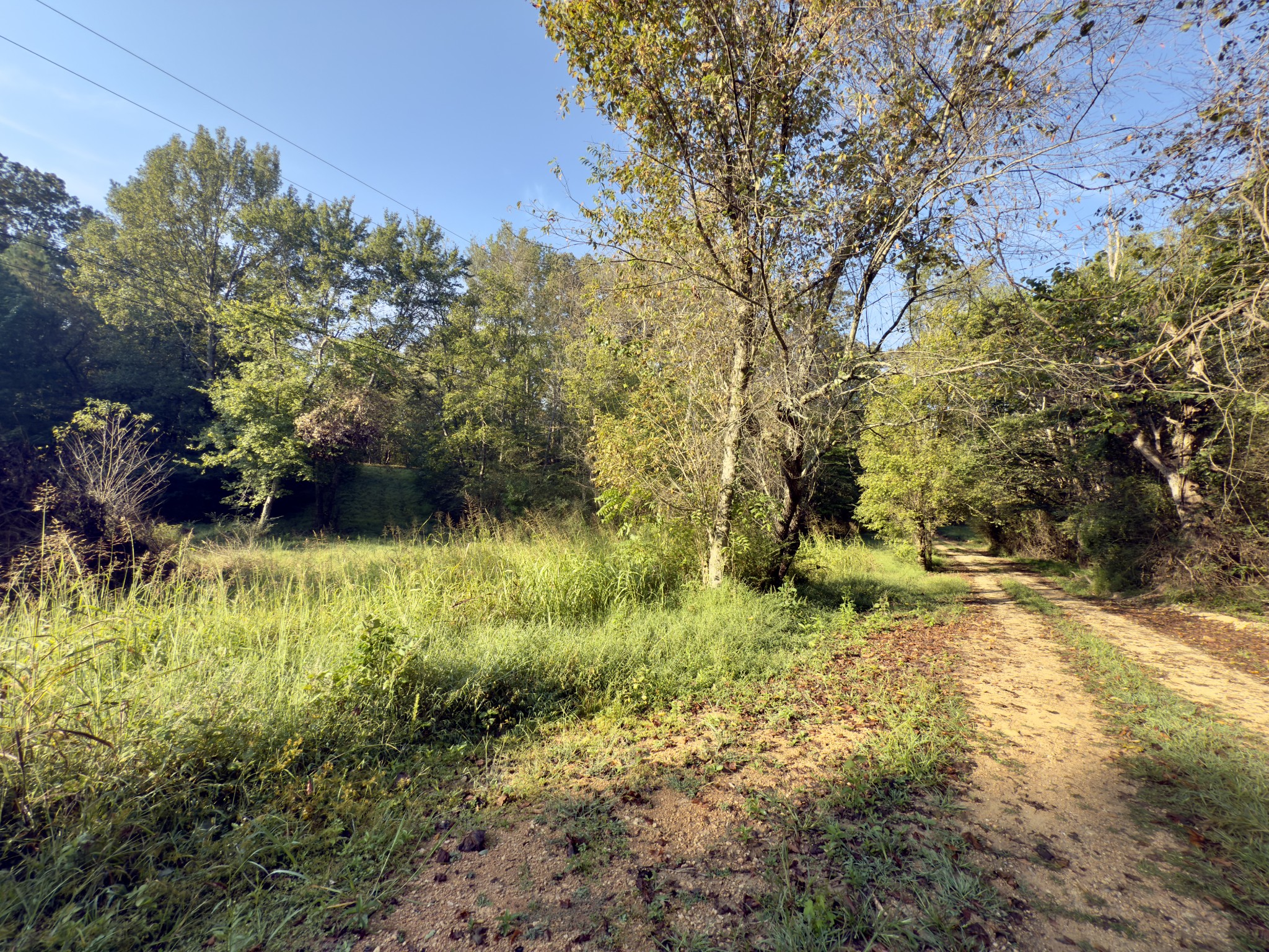 180 Webb Road Summertown, TN 38483 - Photo 18 of 25 a view of backyard with green space