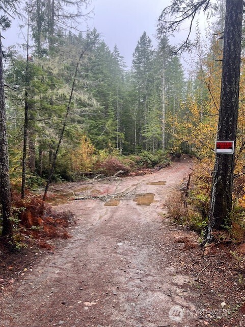 a view of a yard with trees