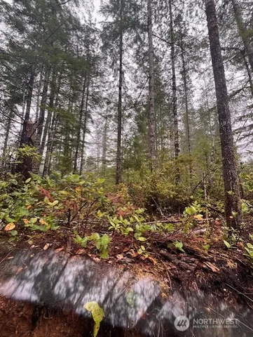 a view of a forest with trees