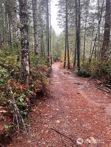 a view of a forest with trees in the background