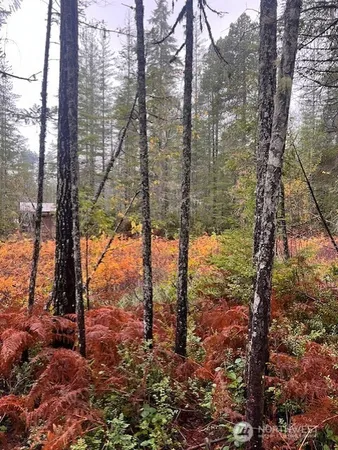 a view of a forest filled with trees