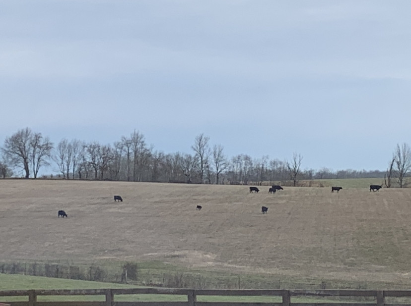 470 Powell Road Turners Station, KY 40075 - Photo 4 of 21 Gallery Image 4
