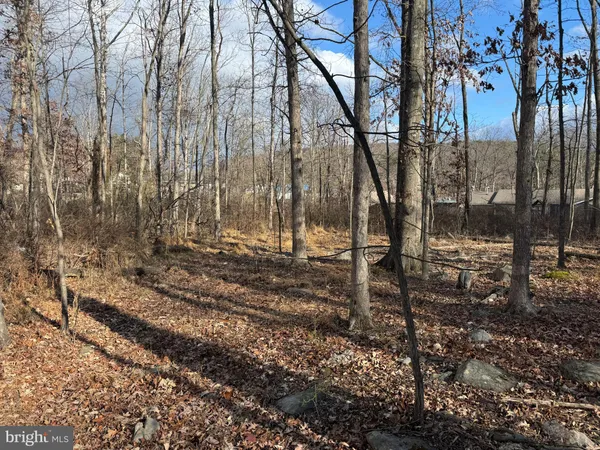 a view of forest