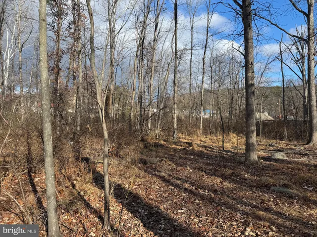 a view of a yard with large trees