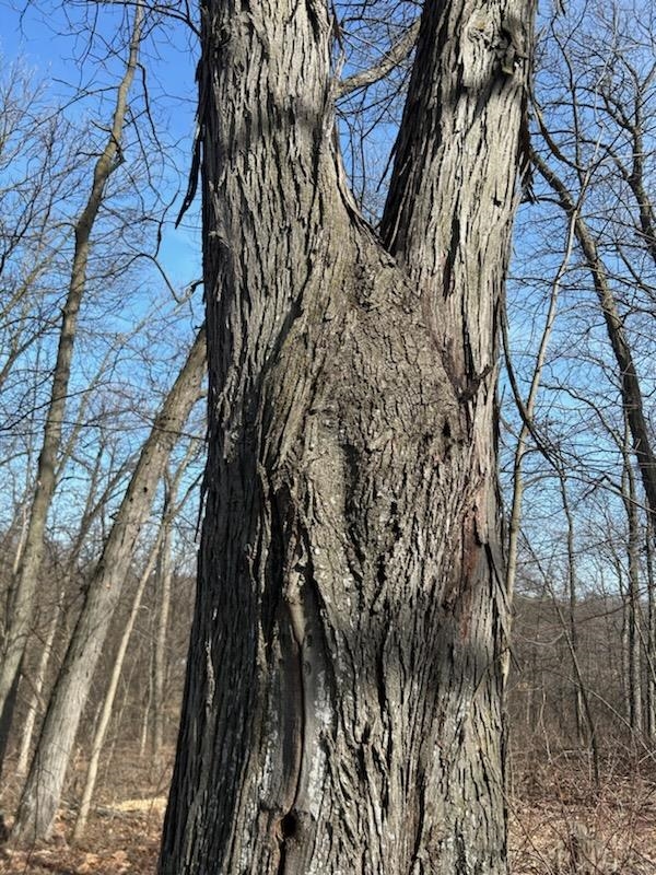 S1205 County Rd Y Wonewoc, WI 53968 - Photo 36 of 38