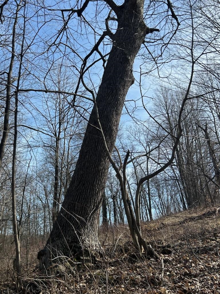 S1205 County Rd Y Wonewoc, WI 53968 - Photo 38 of 38
