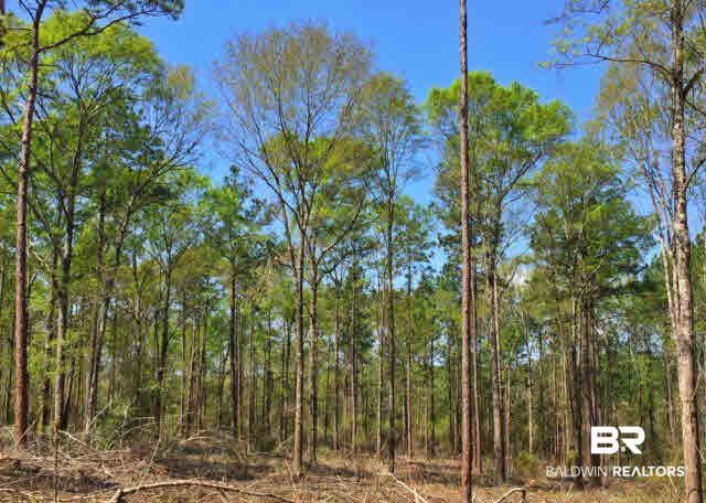 0 South Grand Bay Wilmer Road Wilmer, AL 36587 - Photo 13 of 18