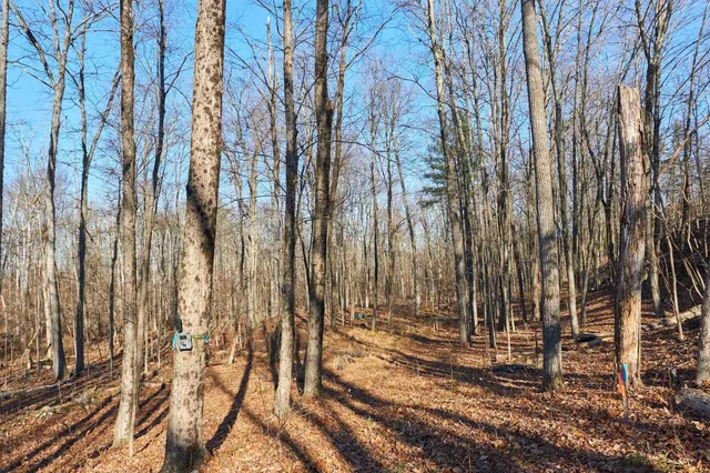 a view of covered with trees