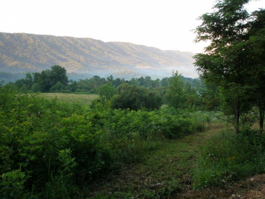 0 Rackum Road Thorn Hill, TN 37881 - Photo 13 of 17 Photo 13
