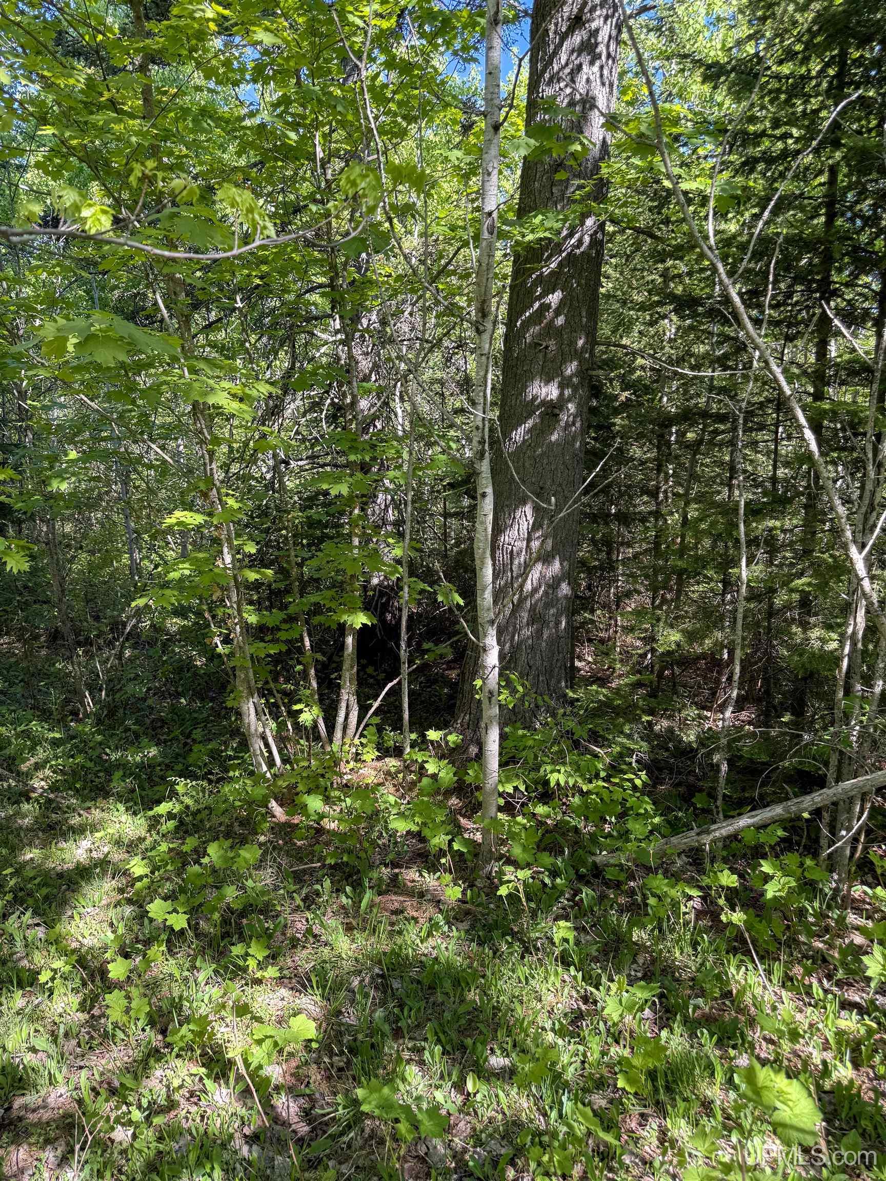 Lot A Gratiot River Road Calumet, MI 49913 - Photo 7 of 35
