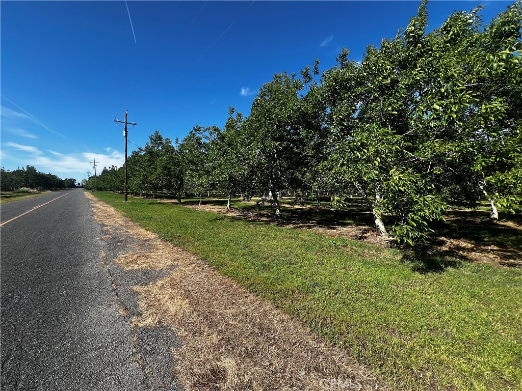 4180 County 203 Road Hamilton City, CA 95951 - Photo 4 of 7 a view of a park with large trees