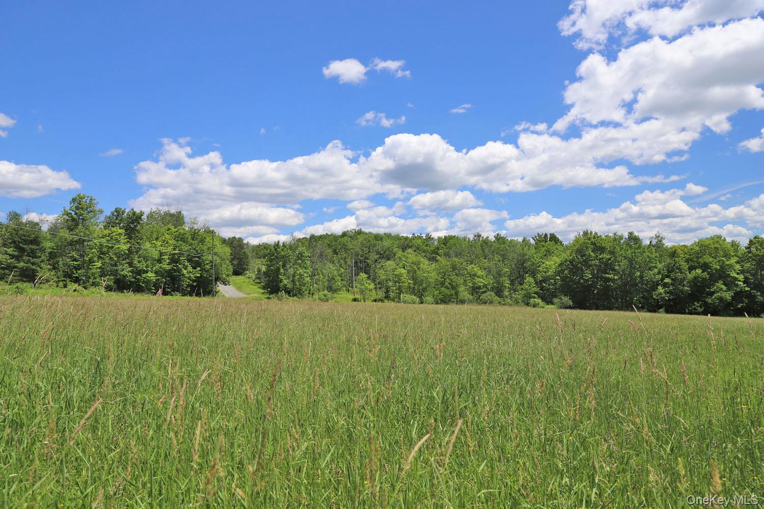 Dietz Road Callicoon Center, NY 12724 - Photo 23 of 24 Meadow to treeline