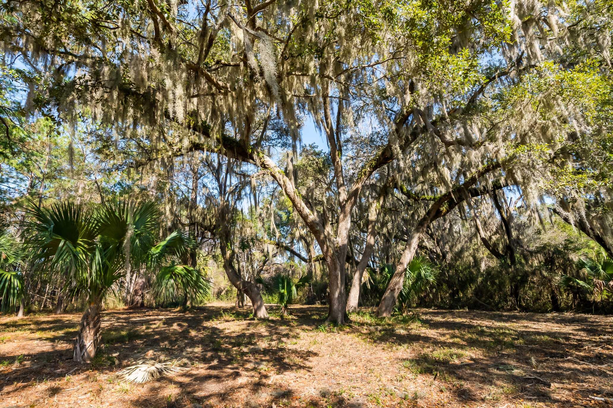 1824 Back Forty Road Wadmalaw Island, SC 29487 - Photo 14 of 62 HFL_SELKIRK 25 ACRES-1