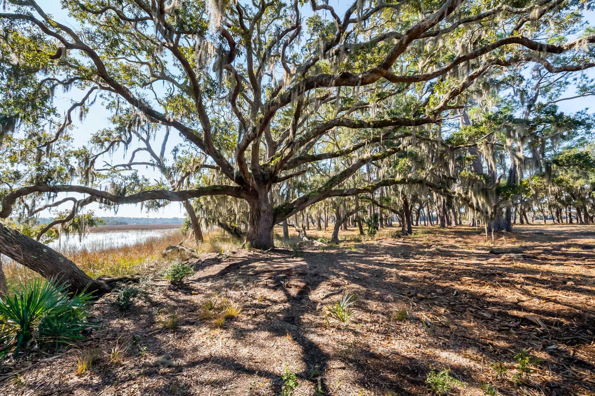 1824 Back Forty Road Wadmalaw Island, SC 29487 - Photo 20 of 62 HFL_SELKIRK 25 ACRES-10