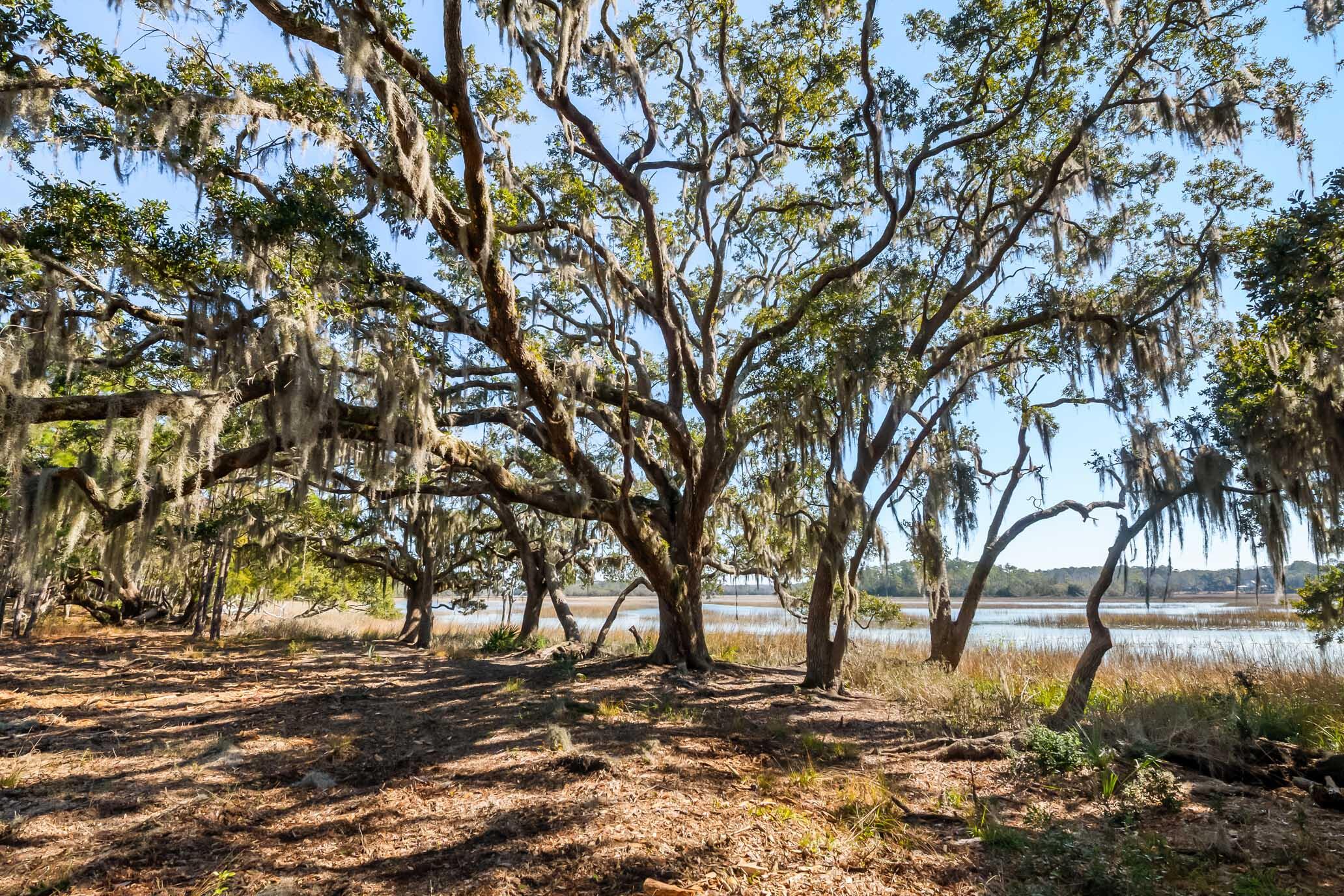 1824 Back Forty Road Wadmalaw Island, SC 29487 - Photo 21 of 62 HFL_SELKIRK 25 ACRES-11