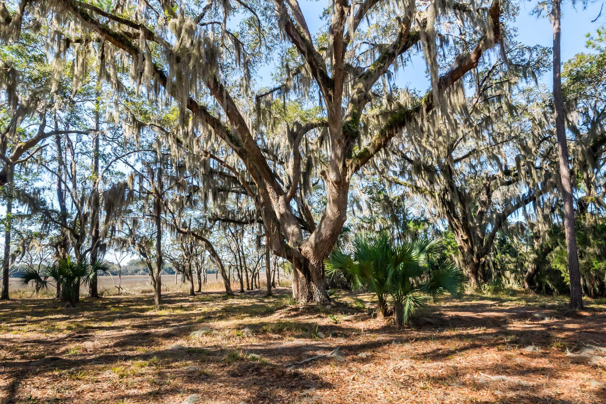 1824 Back Forty Road Wadmalaw Island, SC 29487 - Photo 34 of 62 HFL_SELKIRK 25 ACRES-27