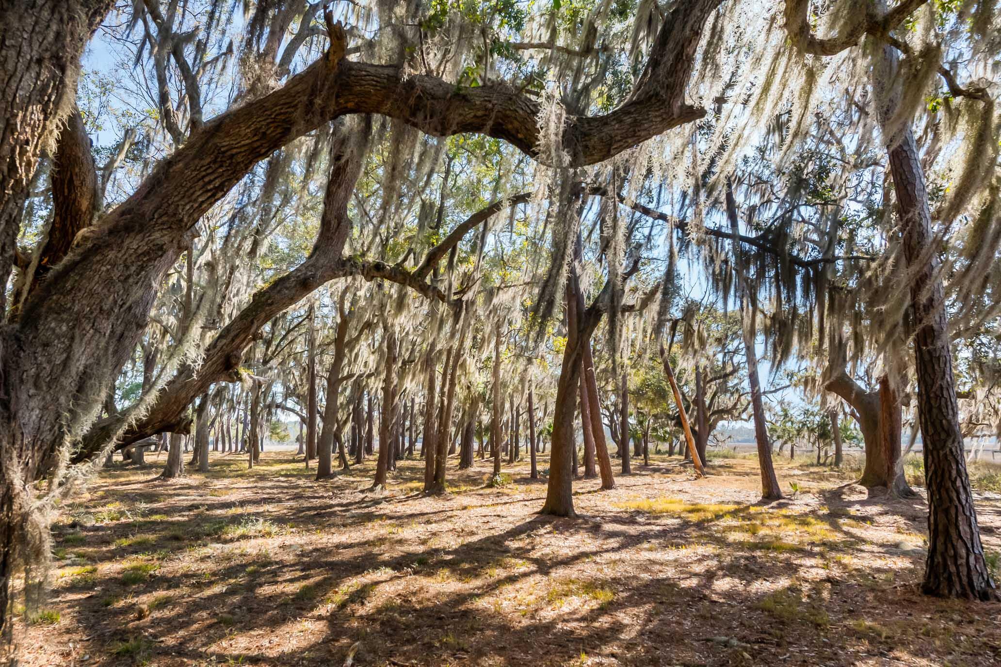 1824 Back Forty Road Wadmalaw Island, SC 29487 - Photo 36 of 62 HFL_SELKIRK 25 ACRES-29