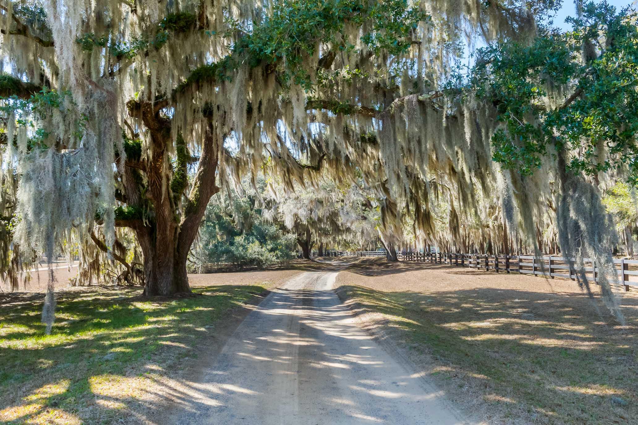 1824 Back Forty Road Wadmalaw Island, SC 29487 - Photo 54 of 62 HFL_SELKIRK 25 ACRES-47