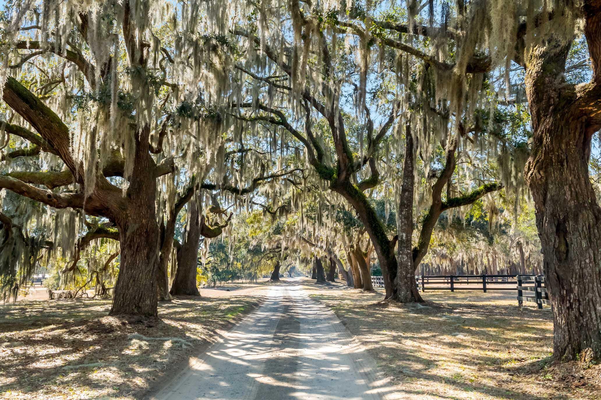 1824 Back Forty Road Wadmalaw Island, SC 29487 - Photo 58 of 62 HFL_SELKIRK 25 ACRES-51