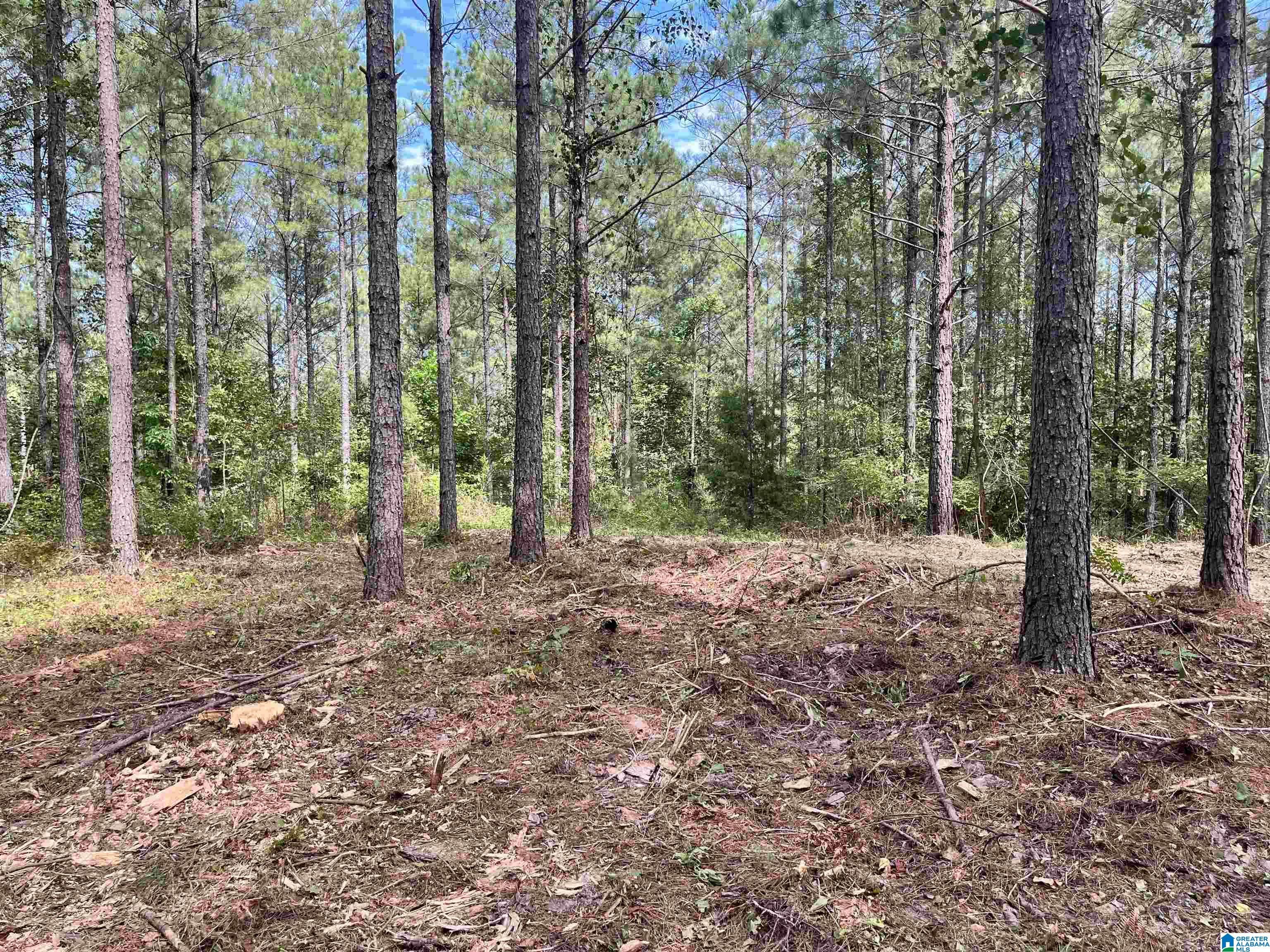 605 Sweet Apple Road, Unit TRACT 5 Cropwell, AL 35054 - Photo 3 of 8