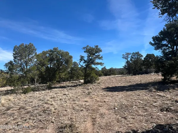 a view of a yard with a tree