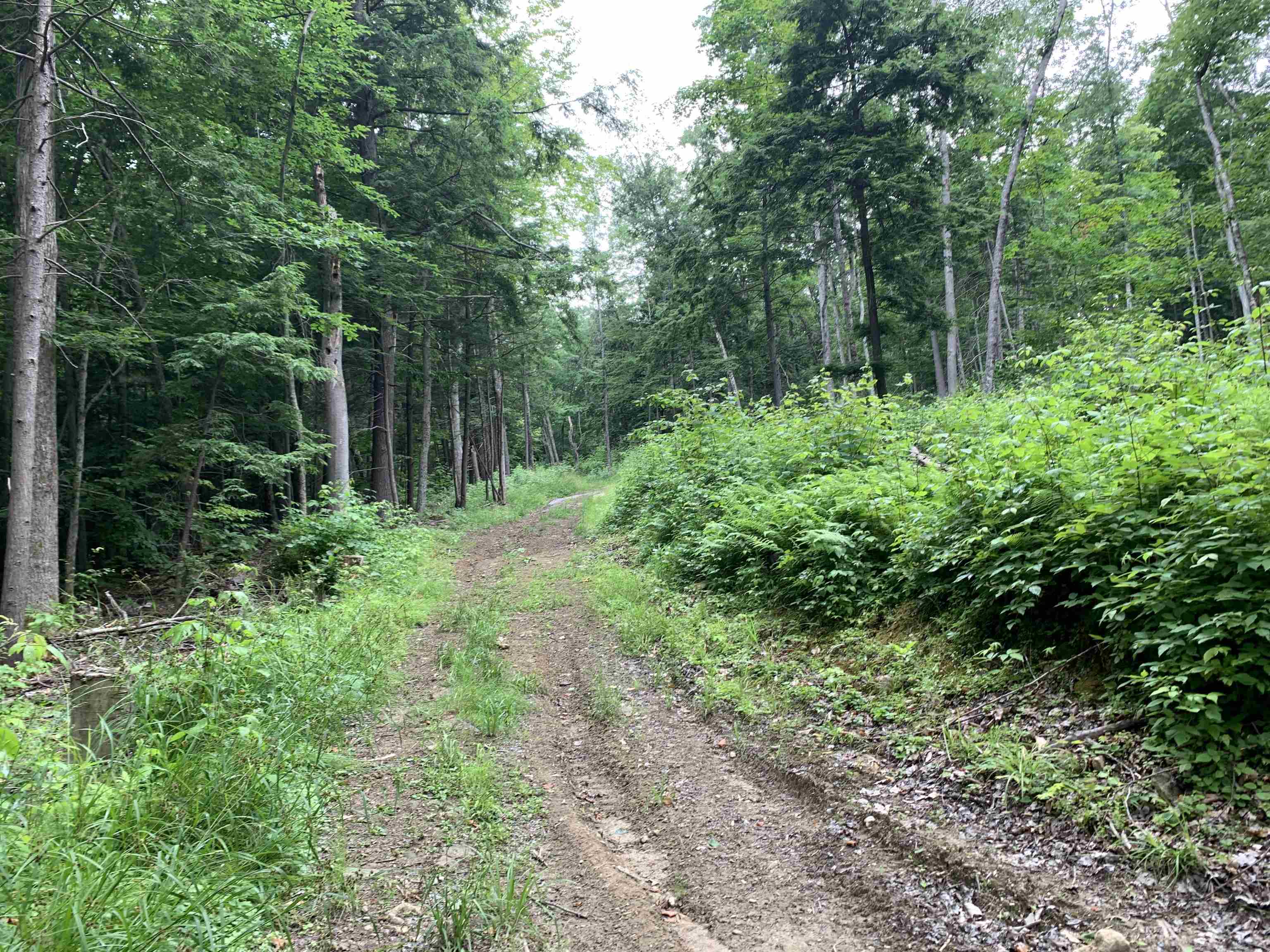 0 Sugar Lot Road Perkinsville, VT 05151 - Photo 4 of 13