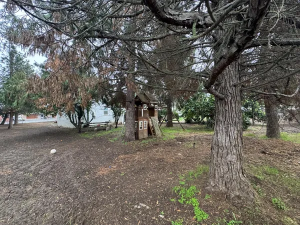 a view of a tree in the middle of a yard