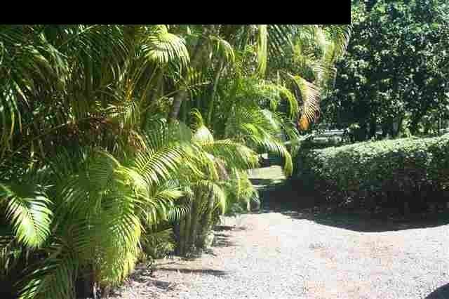 2575 Ala Olu Place Haiku, HI 96708 - Photo 7 of 11 a view of a garden with plants