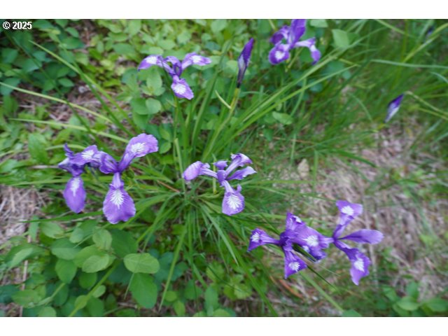 83247 Territorial Highway Eugene, OR 97405 - Photo 37 of 45 Basement