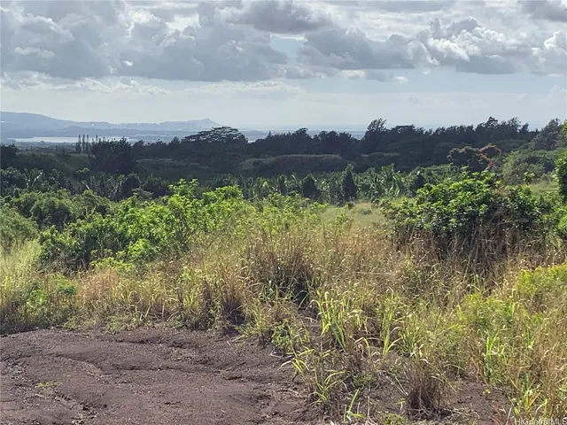 a view of a bunch of trees in background