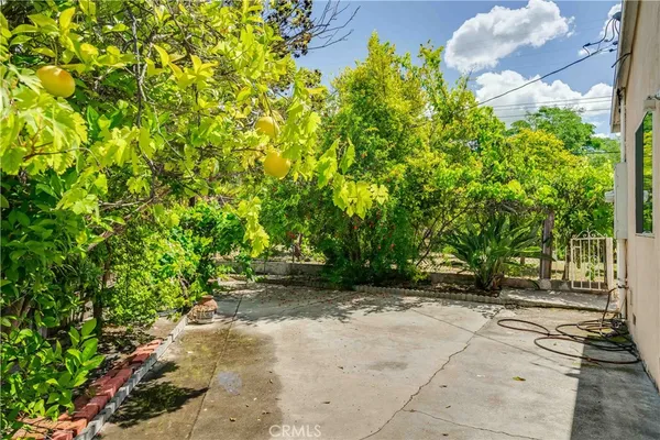 a view of a backyard with plants and large trees