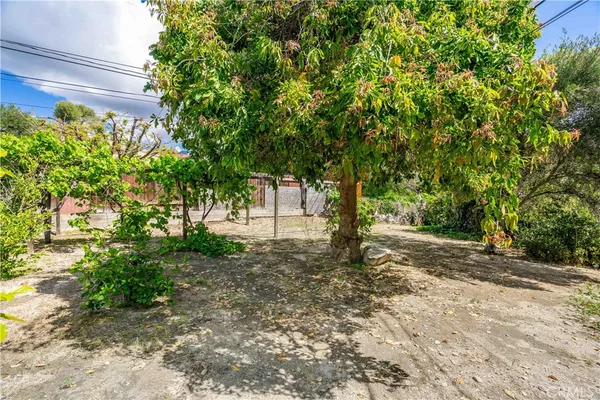 a view of a yard with plants and trees