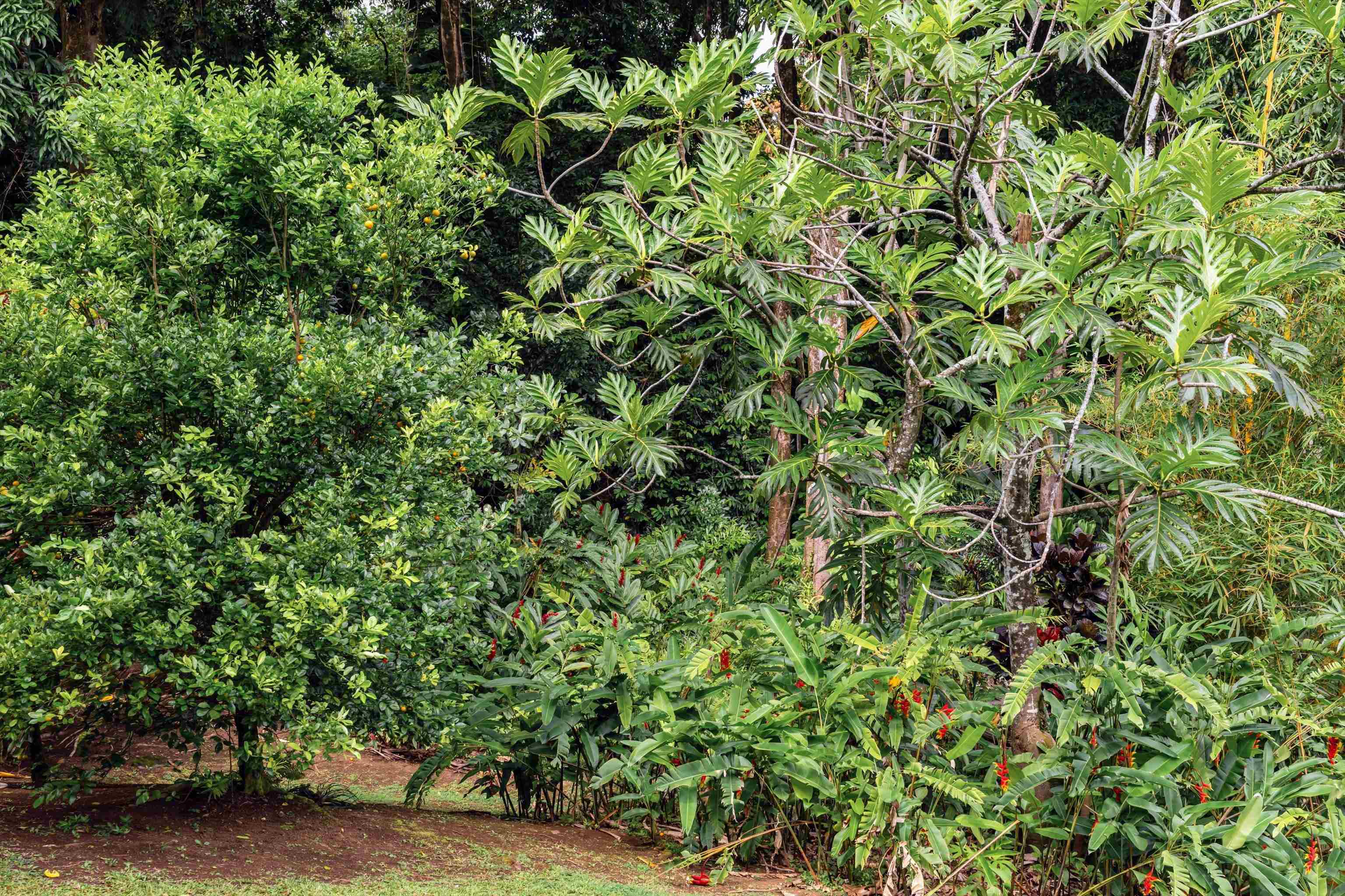 630 Hoolawa Road Haiku, HI 96708 - Photo 45 of 50