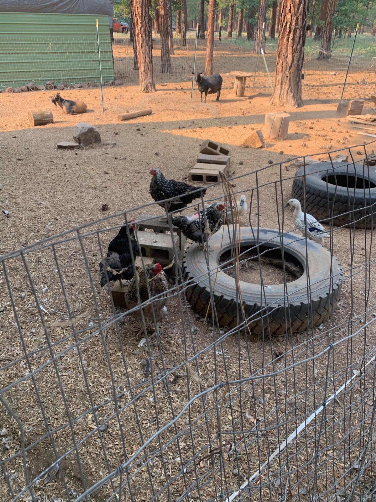 44992 Old Brown Ranch Road McArthur, CA 96056 - Photo 23 of 61 Animal run 2