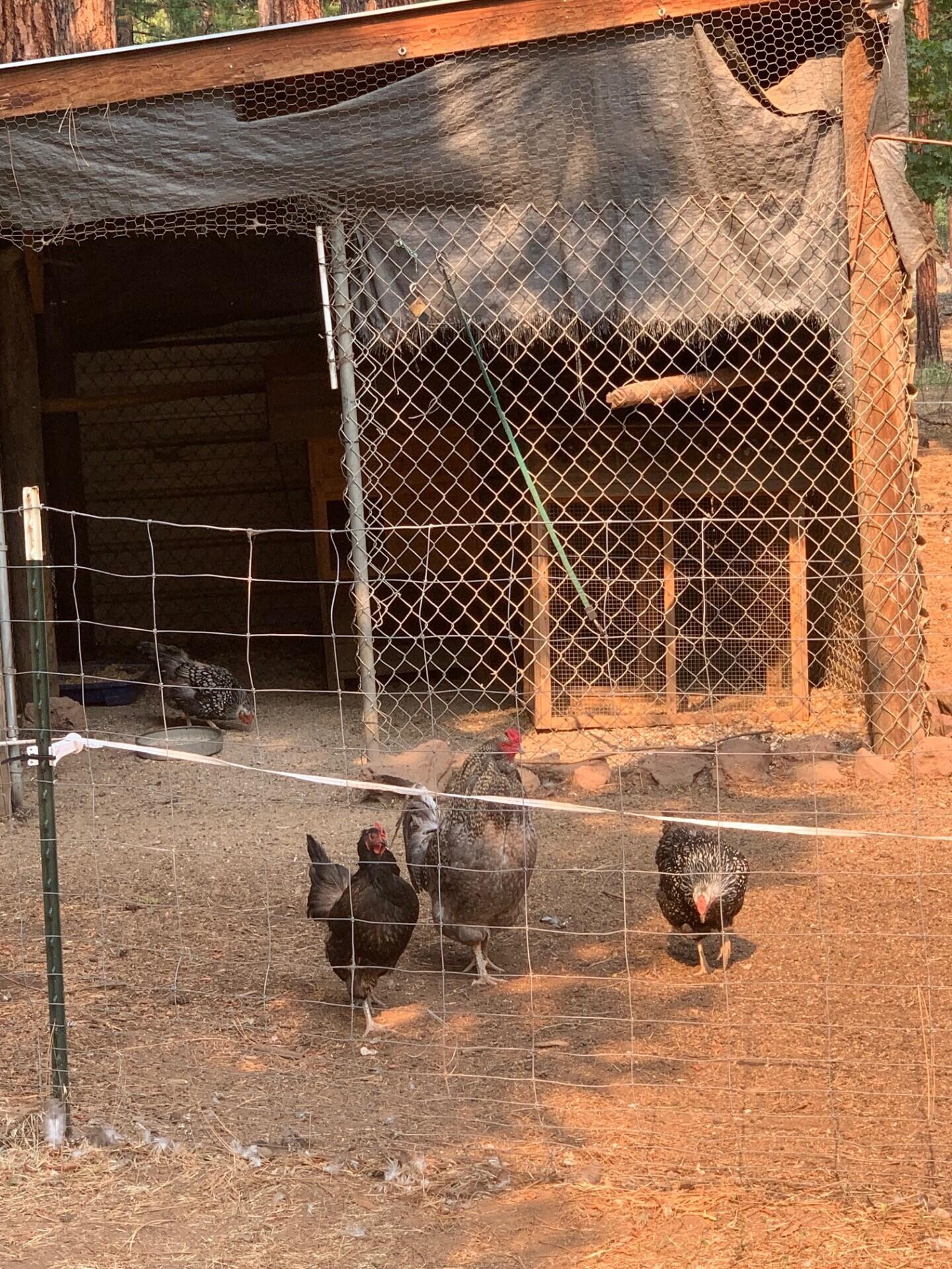 44992 Old Brown Ranch Road McArthur, CA 96056 - Photo 26 of 61 Chicken run