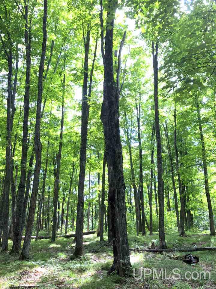 9 Road Trail Felch, MI 49831 - Photo 19 of 42