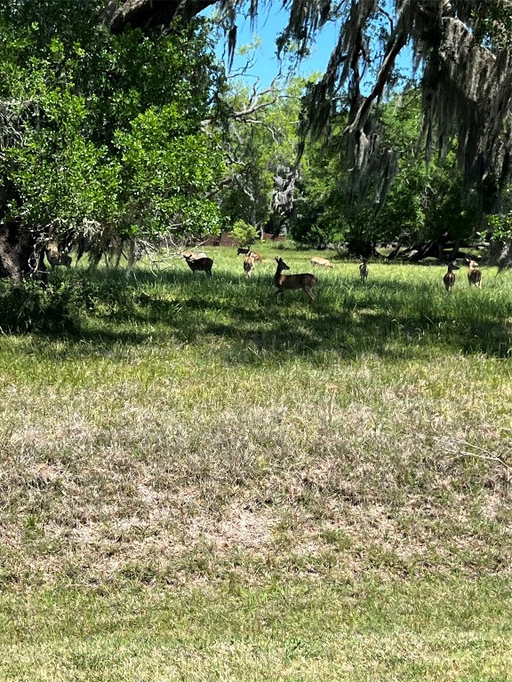 131 Hidden Horse Trail Angleton, TX 77515 - Photo 2 of 14 a view of a green yard