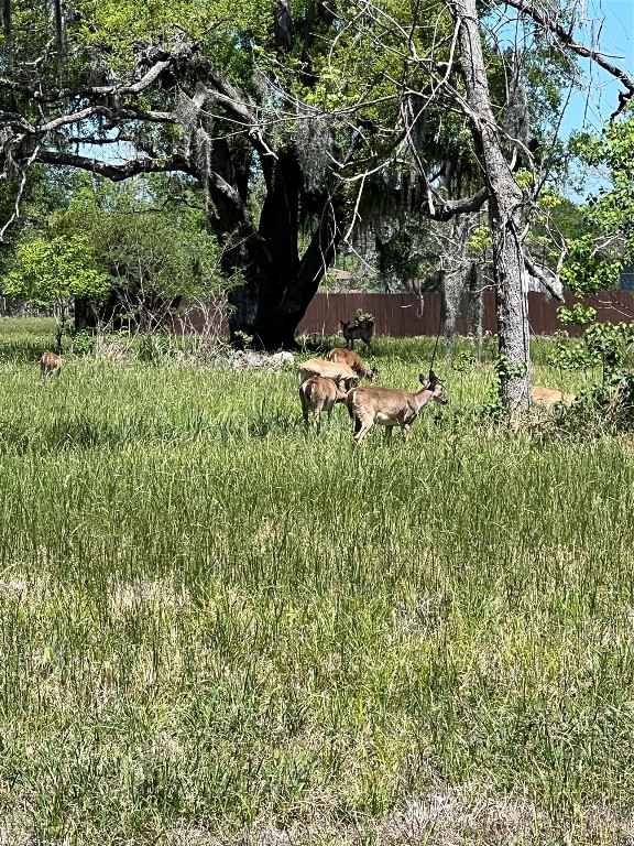 131 Hidden Horse Trail Angleton, TX 77515 - Photo 3 of 14 a view of a lush green field