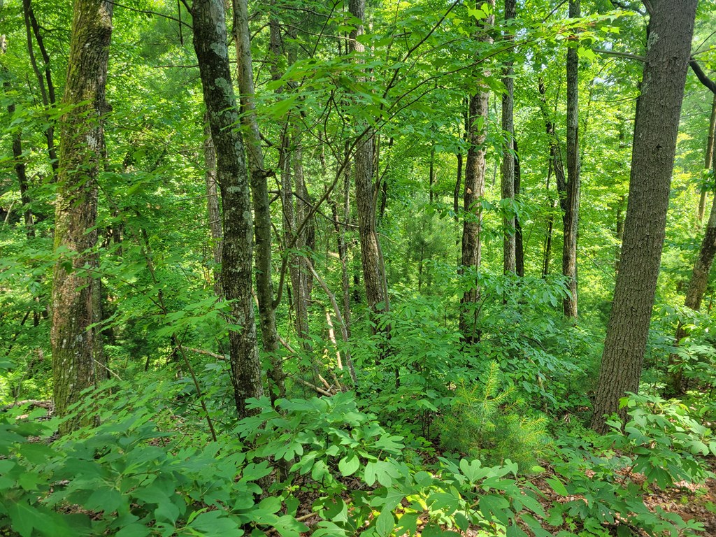 L336 Brushy Top Road Ellijay, GA 30540 - Photo 2 of 15 Gallery Image 2