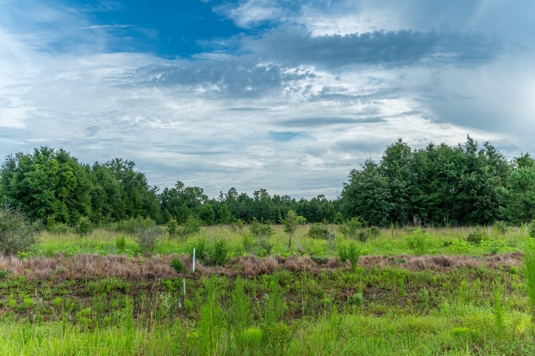A-4 Old River Road Baker, FL 32531 - Photo 10 of 15 a view of a garden with plants and a bench in the background