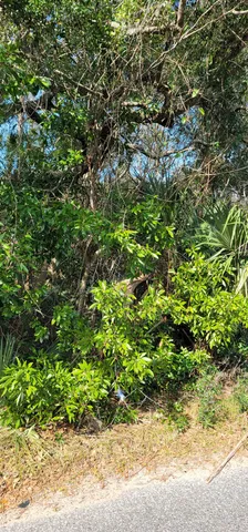 a view of a garden with a plant