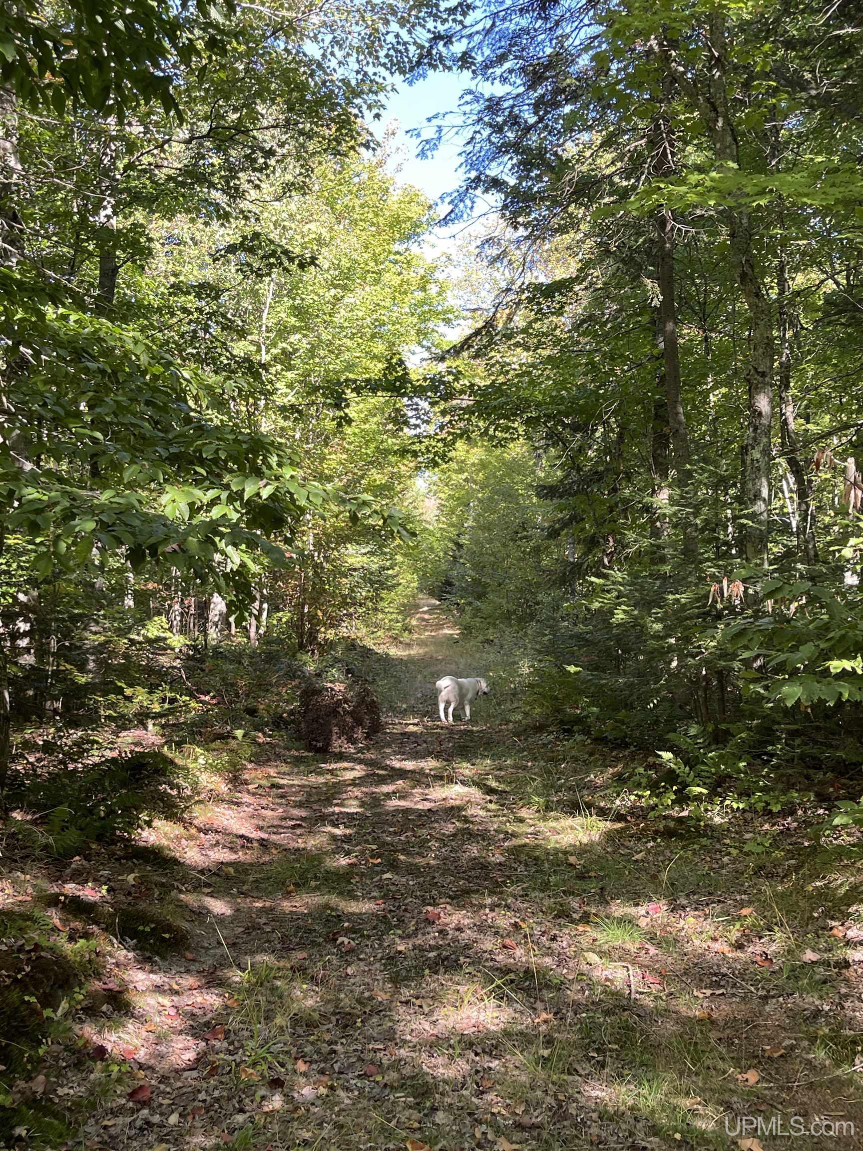 160 Acres Off H-58 Road Seney, MI 49883 - Photo 10 of 26