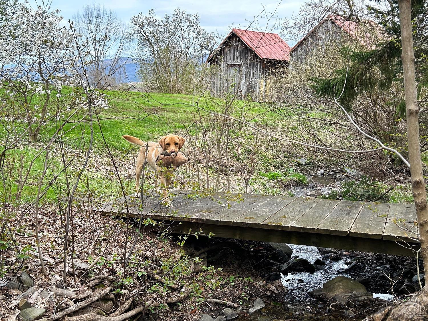 2216 County Rte 5 Canaan, NY 12029 - Photo 20 of 28 a view of a back yard of the house