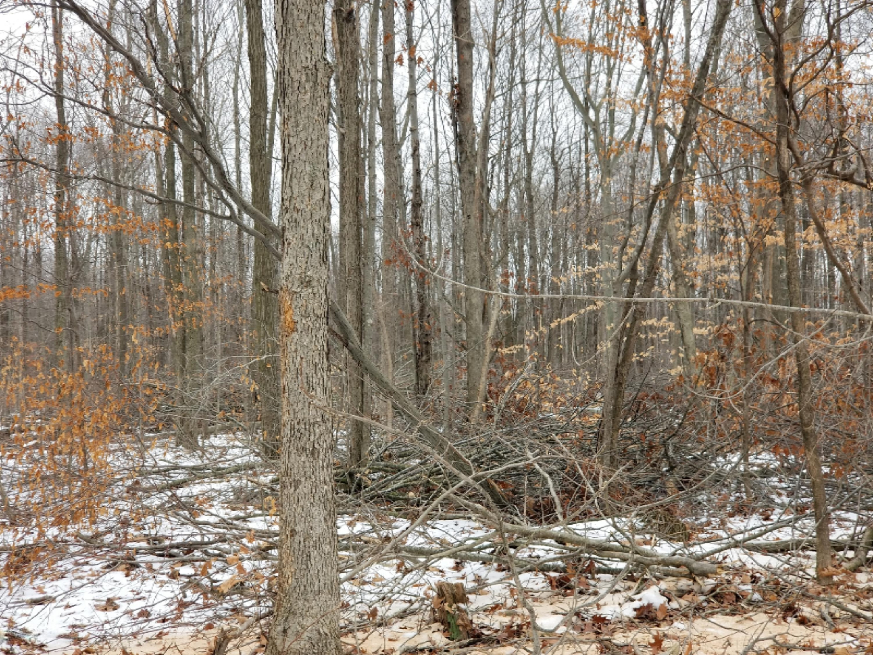 0 East Pakes Road Crystal, MI 48818 - Photo 3 of 13 0 Pakes Rd.