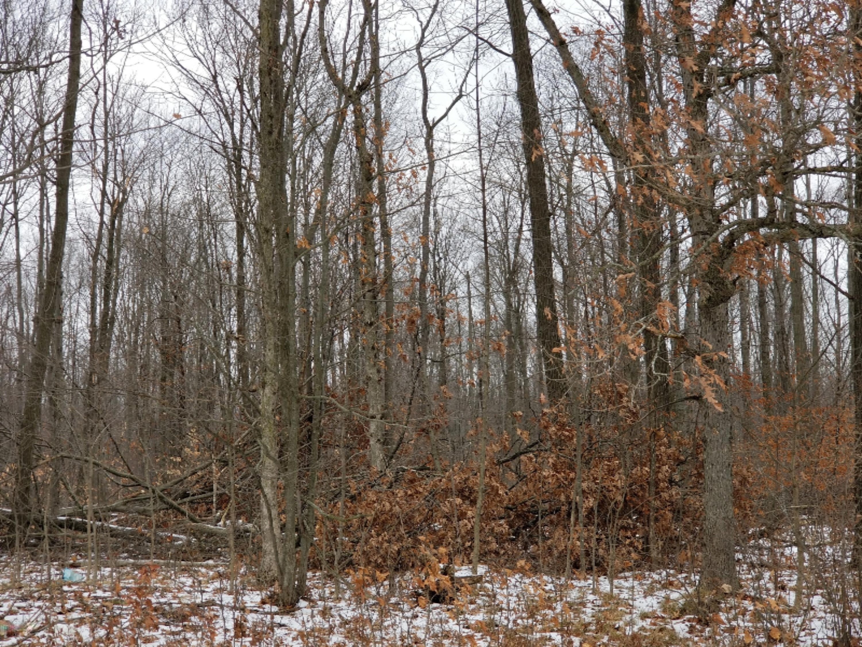 0 East Pakes Road Crystal, MI 48818 - Photo 4 of 13 0 Pakes Rd.