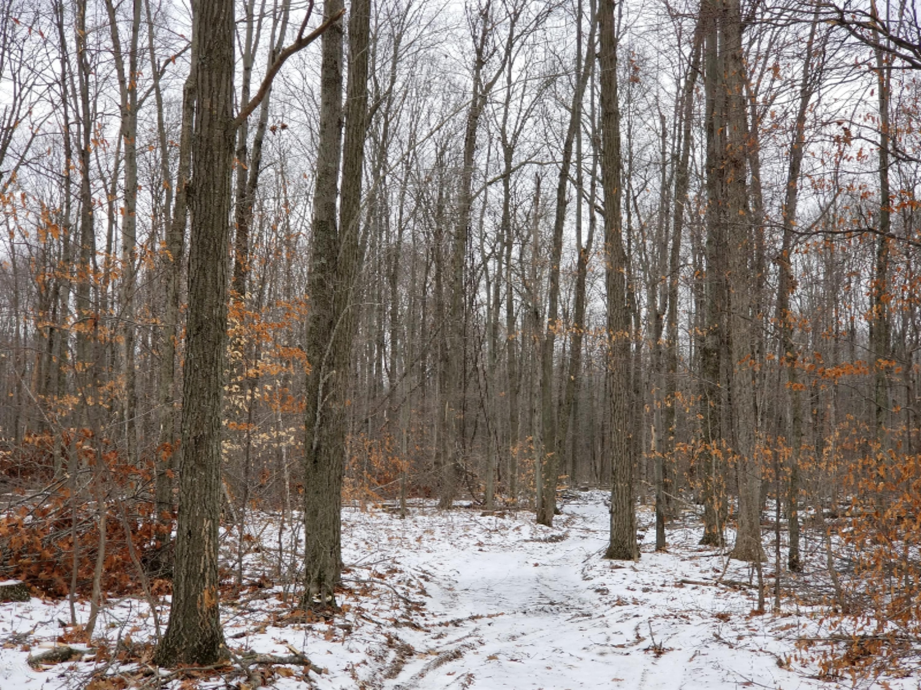 0 East Pakes Road Crystal, MI 48818 - Photo 5 of 13 0 Pakes Rd.