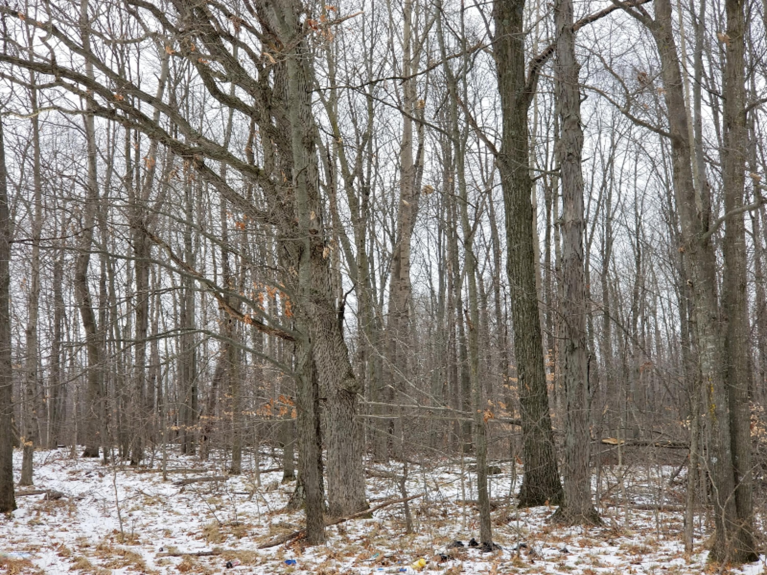 0 East Pakes Road Crystal, MI 48818 - Photo 7 of 13 0 Pakes Rd.