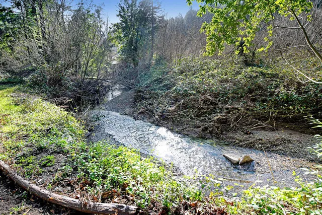a view of a garden with large trees