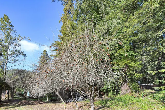 a view of a yard with plants and large trees